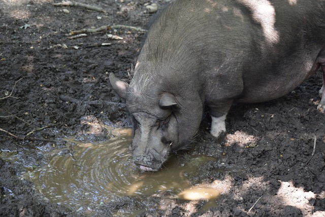 咪咕直播：主场不敌皇家社会，贝利斯失良机